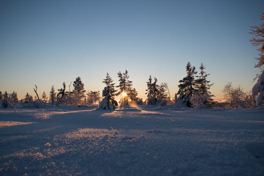 在白雪覆盖的树木上，美丽的冬季日出将温暖的光线投射在宁静的风景中