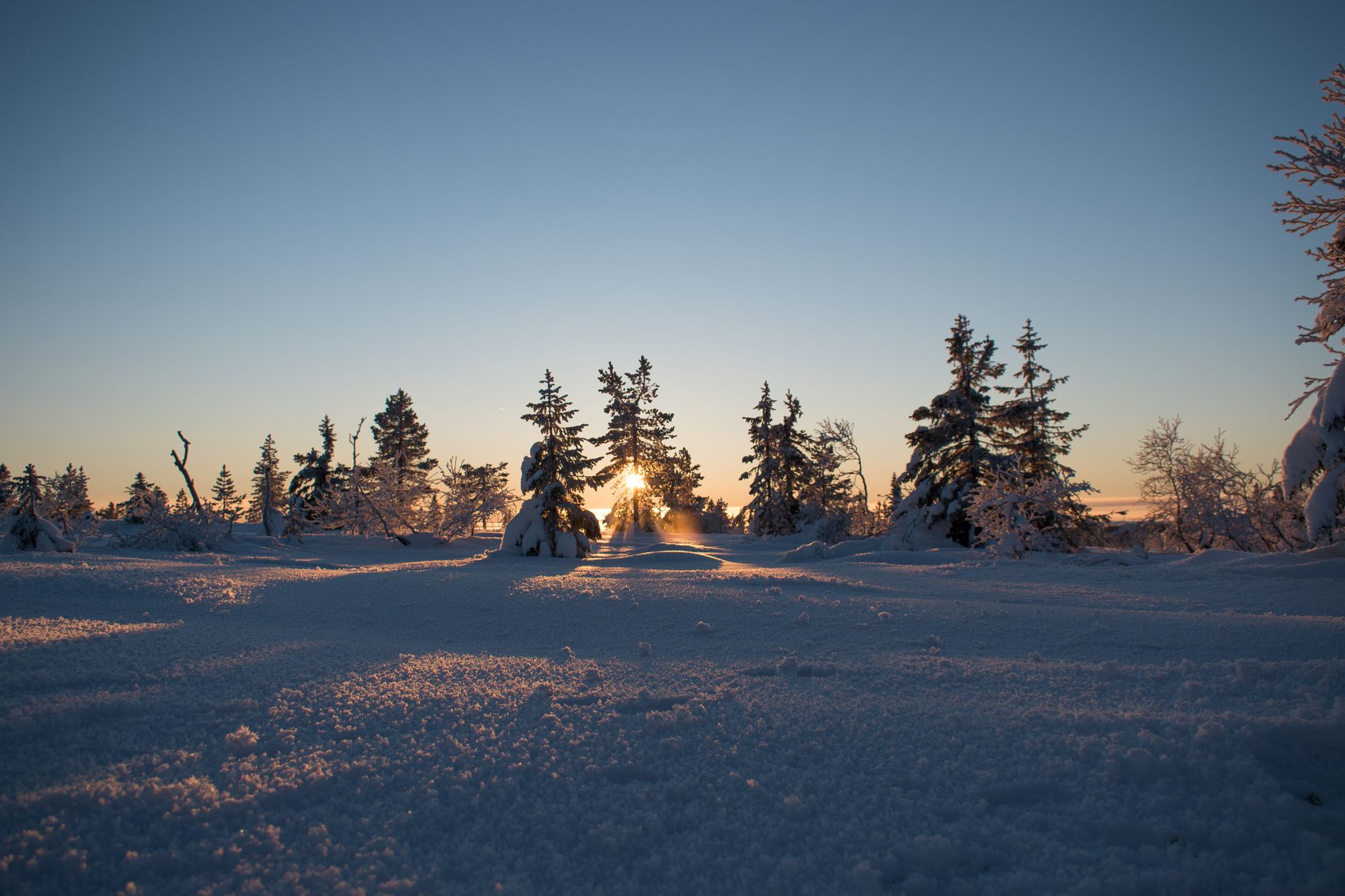A beautiful winter sunrise casting warm light over snow-covered trees in a serene landscape.