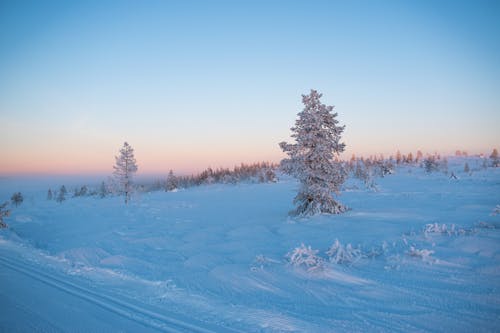 Árvores Cobertas De Neve