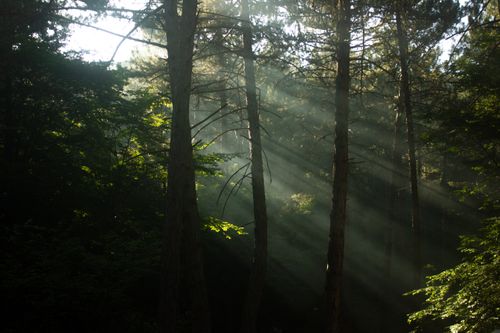 Free A serene view of sunbeams filtering through a dense green forest, creating a peaceful natural scene. Stock Photo