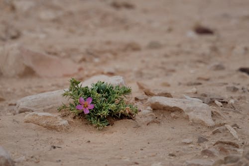 Immagine gratuita di avvicinamento, fiore, foglie