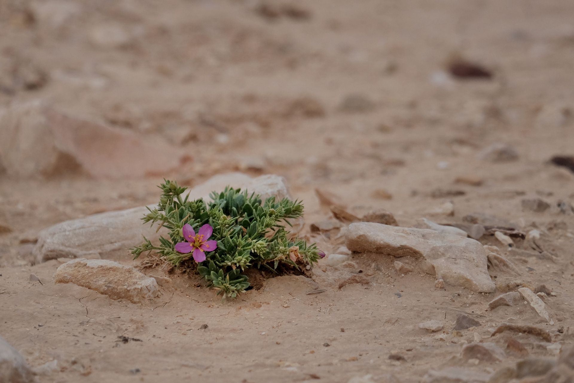 Plant on Ground