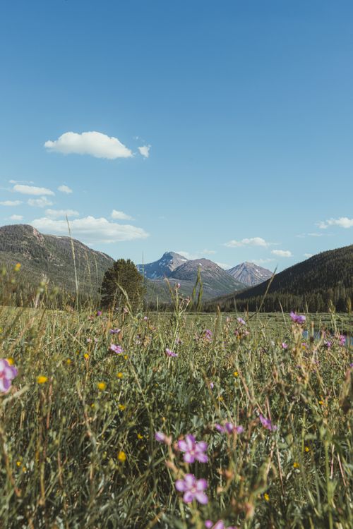 Free Breathtaking view of mountains and a meadow filled with vibrant wildflowers under a clear blue sky. Stock Photo