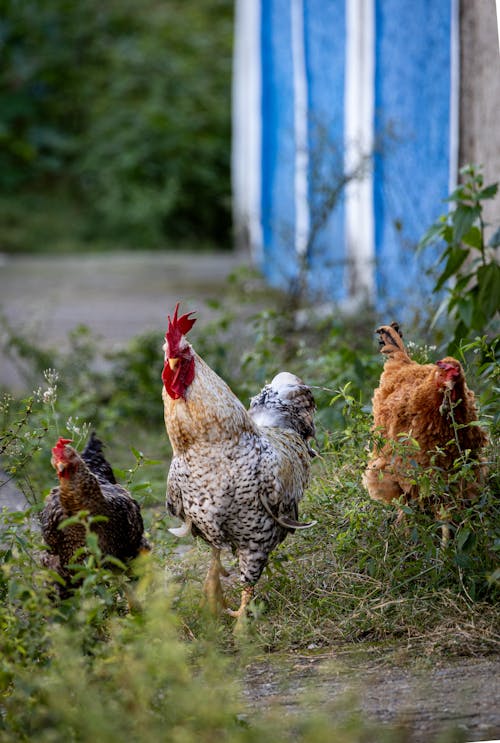 Foto stok gratis ayam, fokus selektif, fotografi binatang