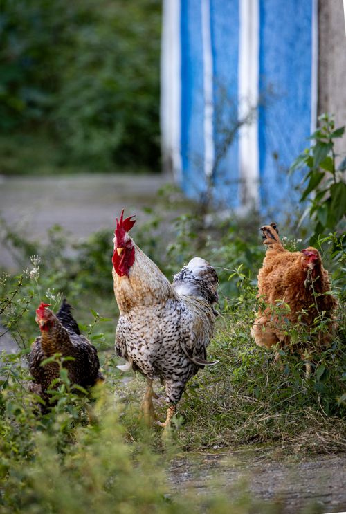 Free A group of chickens foraging in a grassy rural farm setting with vivid natural colors. Stock Photo