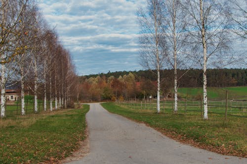 Kostnadsfri bild av björkar, by, byar