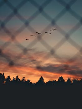 在充满活力的日落天空下，鸟儿剪影在栅栏后飞行