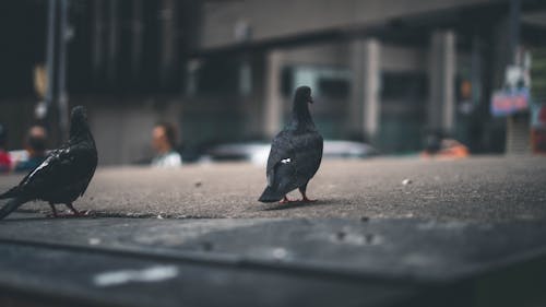 Gratis stockfoto met duiven, vogels
