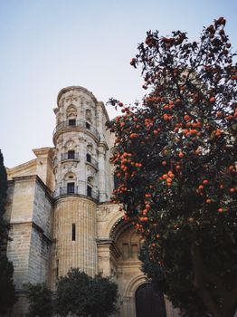 Stunning view of Málaga Cathedral with vibrant orange tree in foreground during daytime.