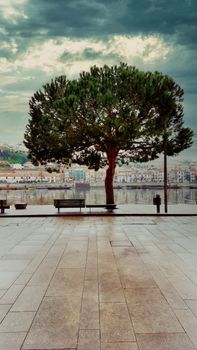 A lone tree stands by the riverside promenade in Porto, with benches and cloudy skies above.