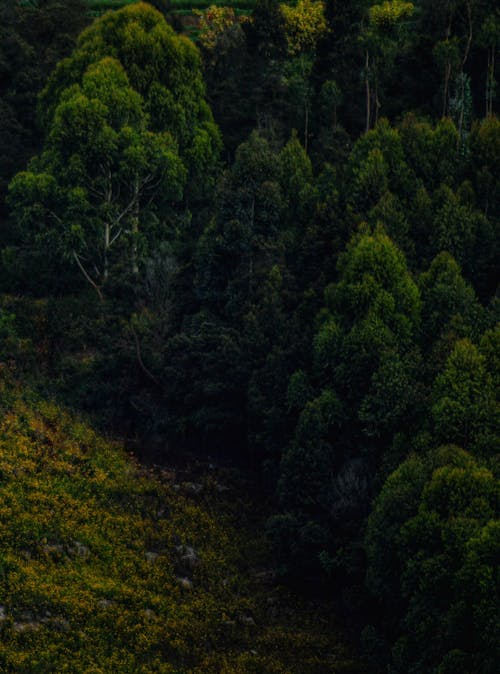 คลังภาพถ่ายฟรี ของ ต้นไม้, ทางลาด, ป่า