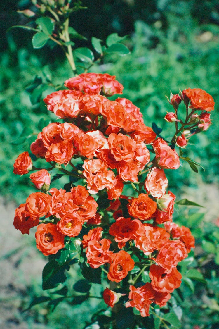 Red Roses In Nature