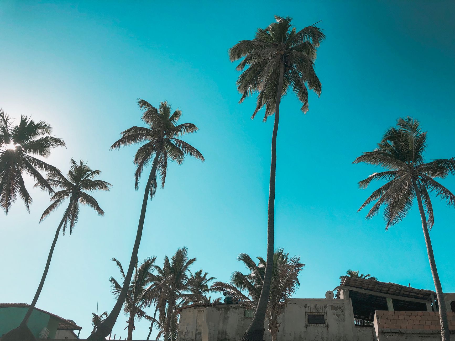 Scenic view of tall palm trees under a bright blue sky, evoking a tropical paradise feel.