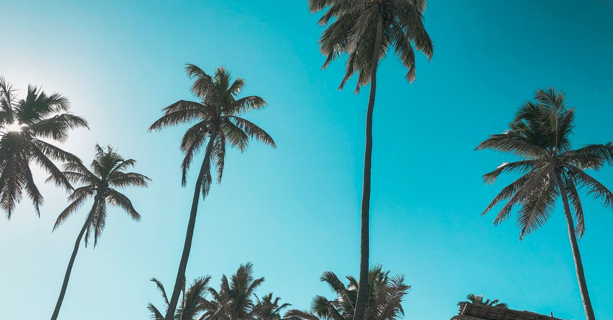 Tropical beach with palm trees and clear water — winter sun escape
