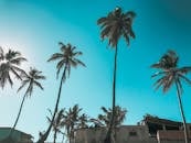 明亮的蓝天下，高大的棕榈树构成一幅风景，唤起热带天堂的感觉