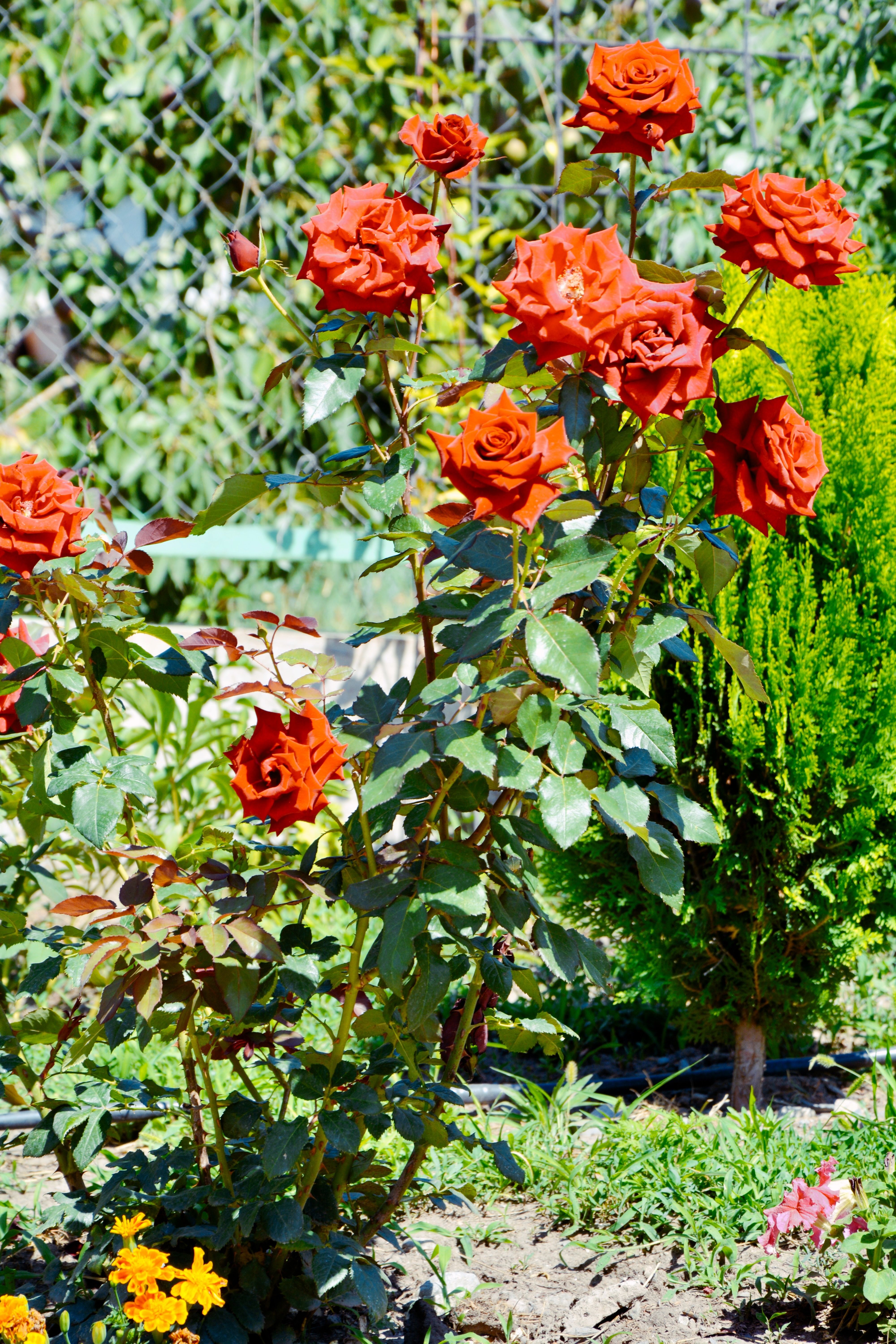 Red Blossoming Rose Shrub · Free Stock Photo