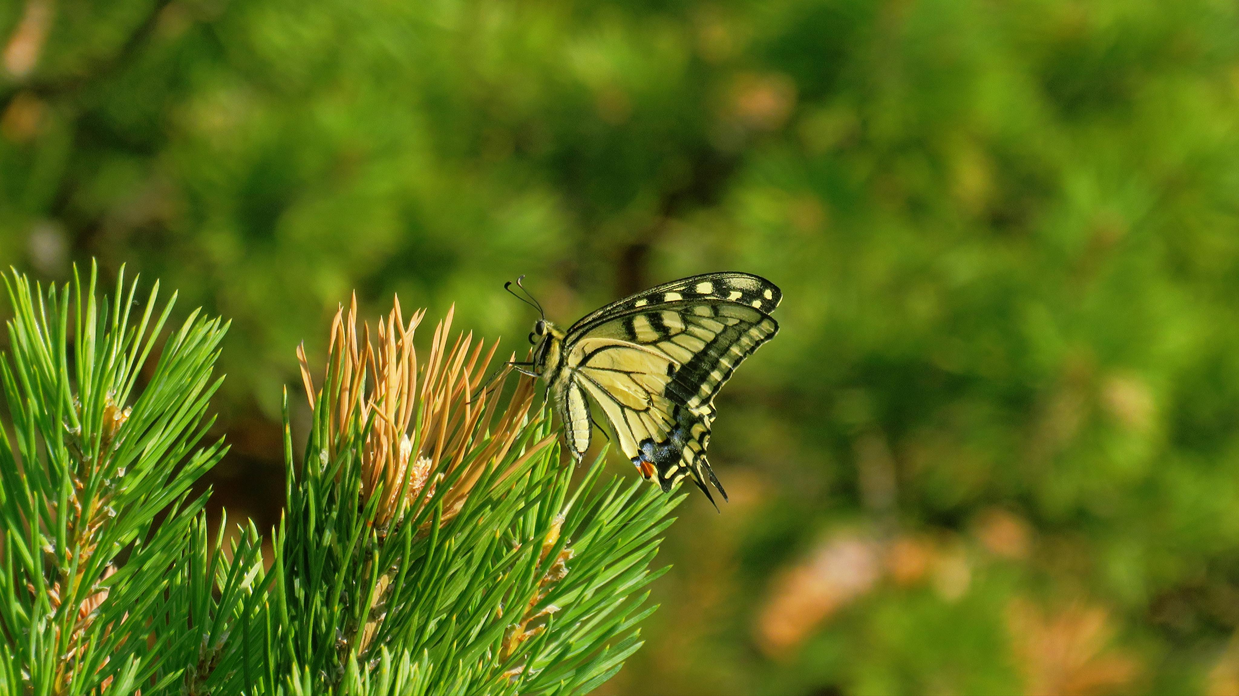 Thaumetopoea pityocampa: Manejo Integrado y Sostenibilidad Forestal