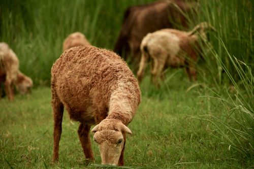 Free A close-up of sheep grazing in a verdant meadow, showcasing natural rural life. Stock Photo