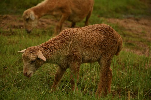 Безкоштовне стокове фото на тему «Вибірковий фокус, випас, вівці»