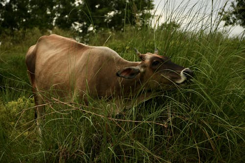 Ingyenes stockfotó állatállomány, állatfotók, banteng témában