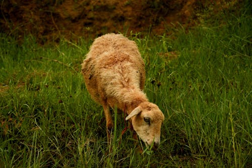 Ingyenes stockfotó állatfotók, Bárány, darált témában