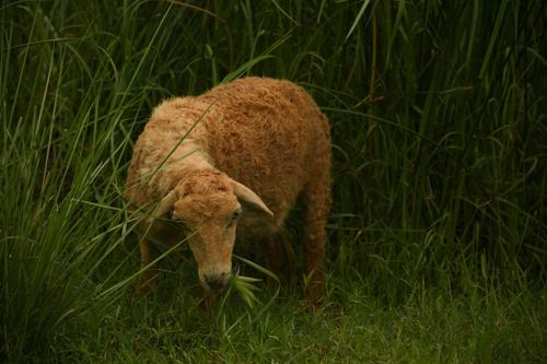 Free A brown sheep grazing peacefully in a verdant pasture surrounded by tall grass. Stock Photo