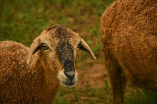 Foto stok gratis fotografi binatang, kambing, kepala
