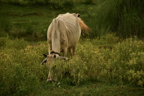 Základová fotografie zdarma na téma fotografování zvířat, hospodářská zvířata, kráva