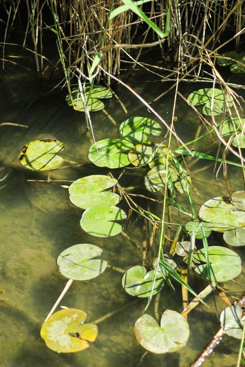 Free Close-up of green water lilies in a tranquil pond, showcasing natural beauty. Stock Photo