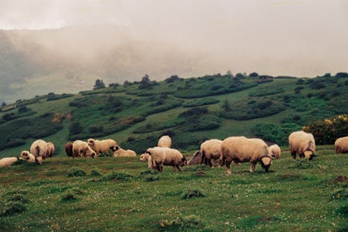 Sheep Herd on Pasture