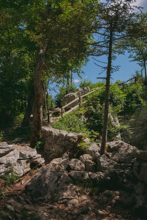 Foto d'estoc gratuïta de arbres, bosc, empinat