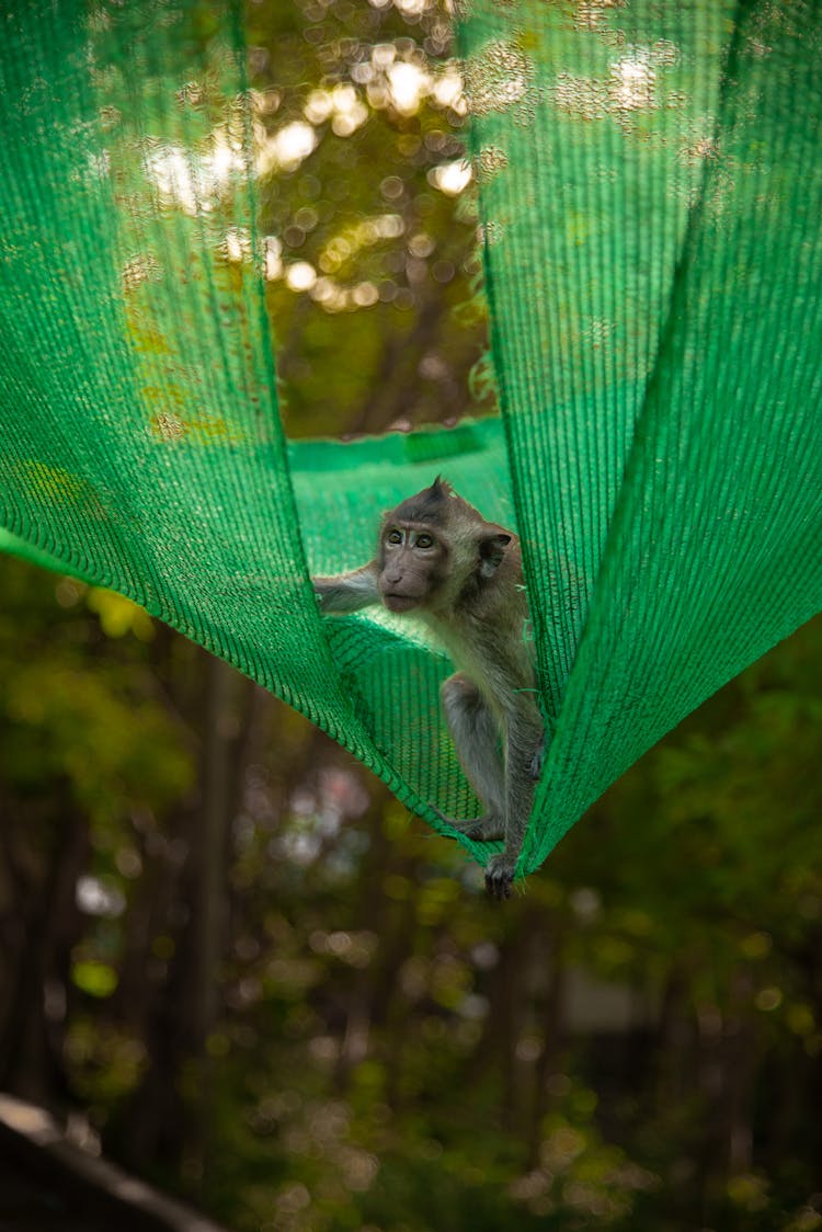 Small Macaque Monkey Standing In A Hammock