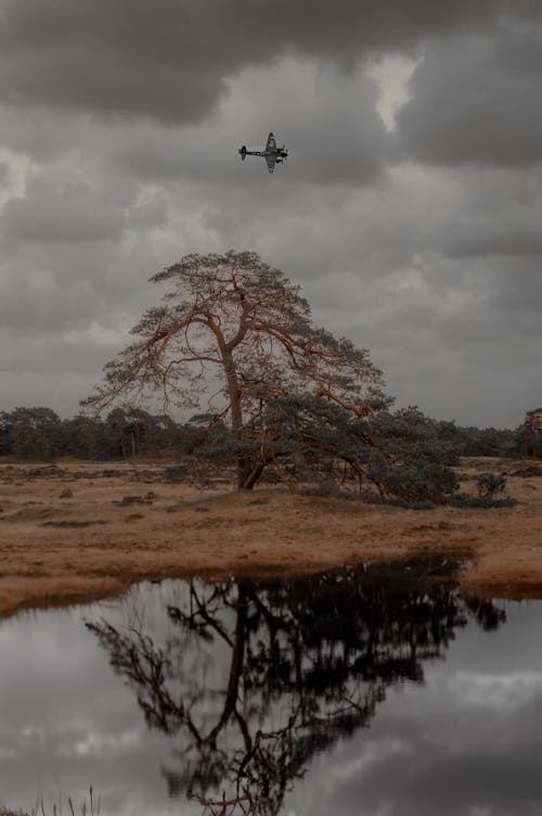 Free stock photo of adventure, airplane, big trees