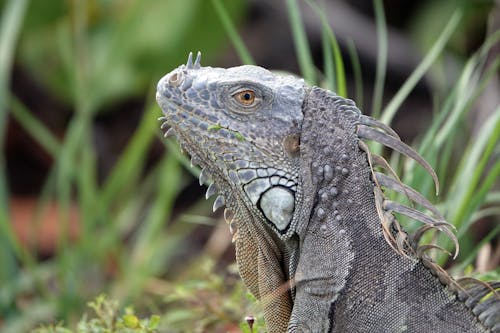 Kostenloses Stock Foto zu grüner leguan, haut, kamm