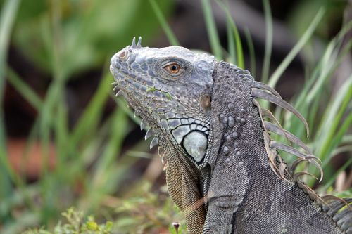 Free Detailed close-up of a green iguana head with distinctive scales and spikes in a natural setting. Stock Photo