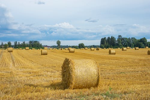 Bales on Field After Harvest