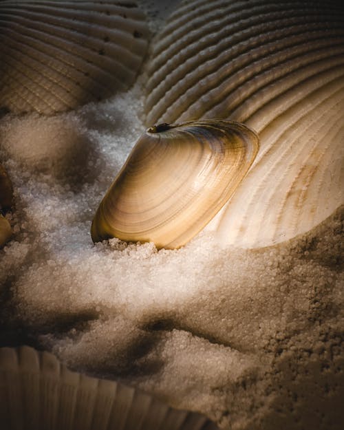 Clam and Seashells on Sand