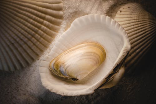 Beautiful Seashells in Close-up View
