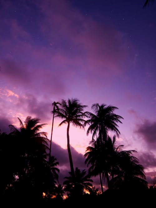 Pink Sky over Palm Trees at Dusk