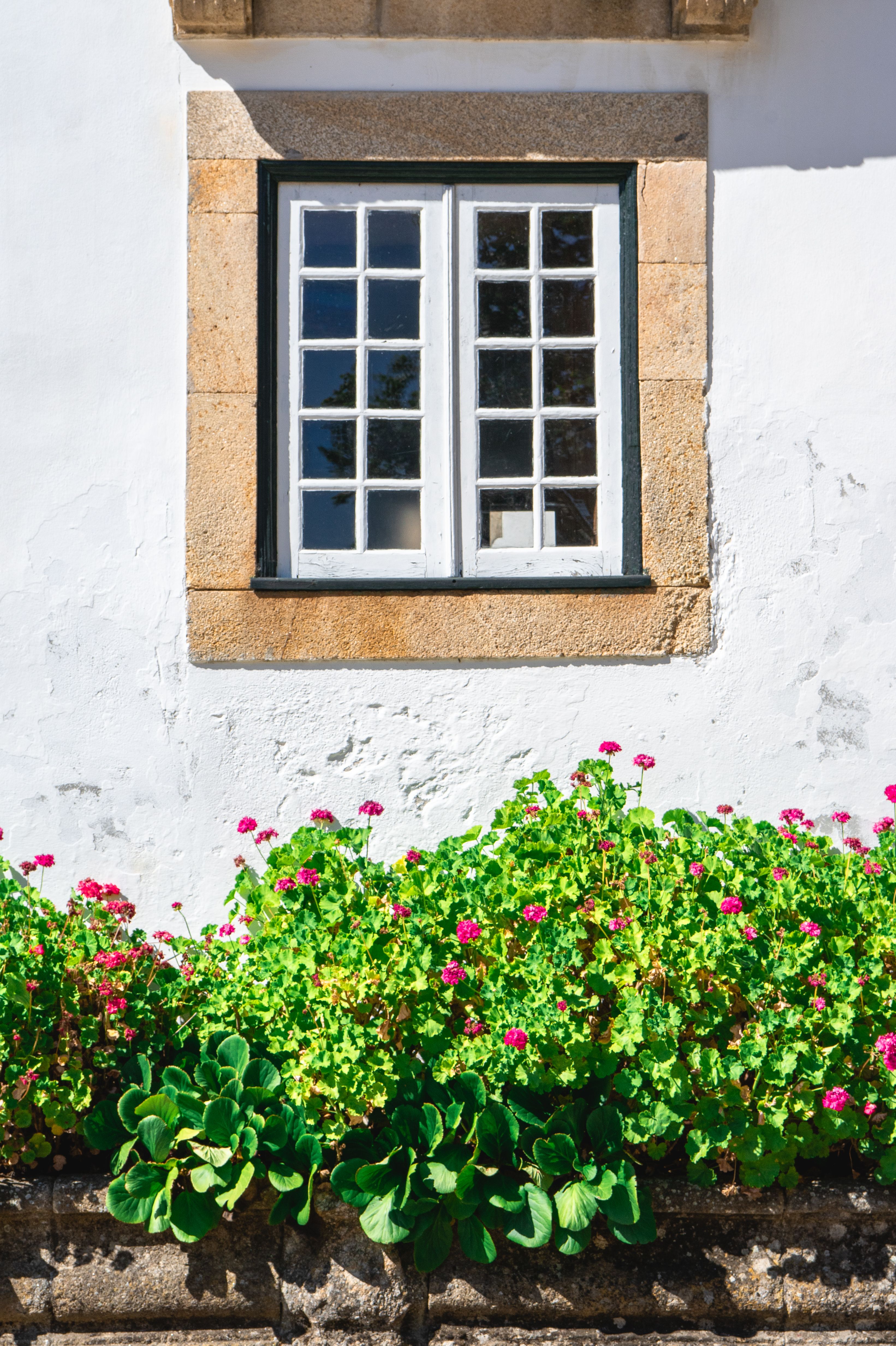 A picturesque window framed by vibrant geraniums in bloom, set against a rustic white wall in Portugal.