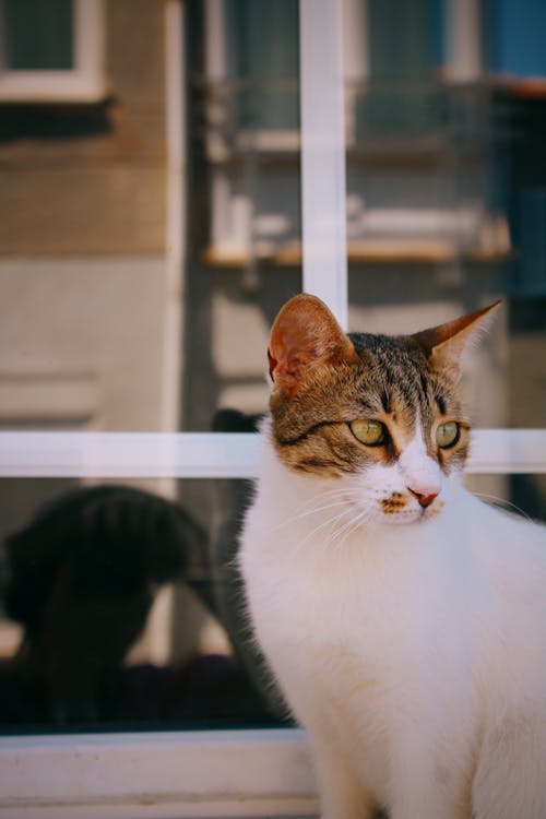 cam, camlar, dikey atış içeren Ücretsiz stok fotoğraf