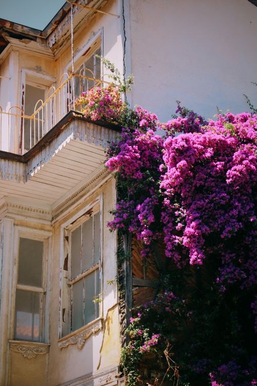 Free Beautiful urban scene of a balcony adorned with vibrant purple Bougainvillea blossoms. Stock Photo