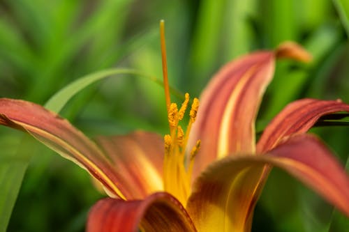 Gratis stockfoto met bloem, iris, land