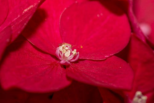 Immagine gratuita di fiore, macro, rosso