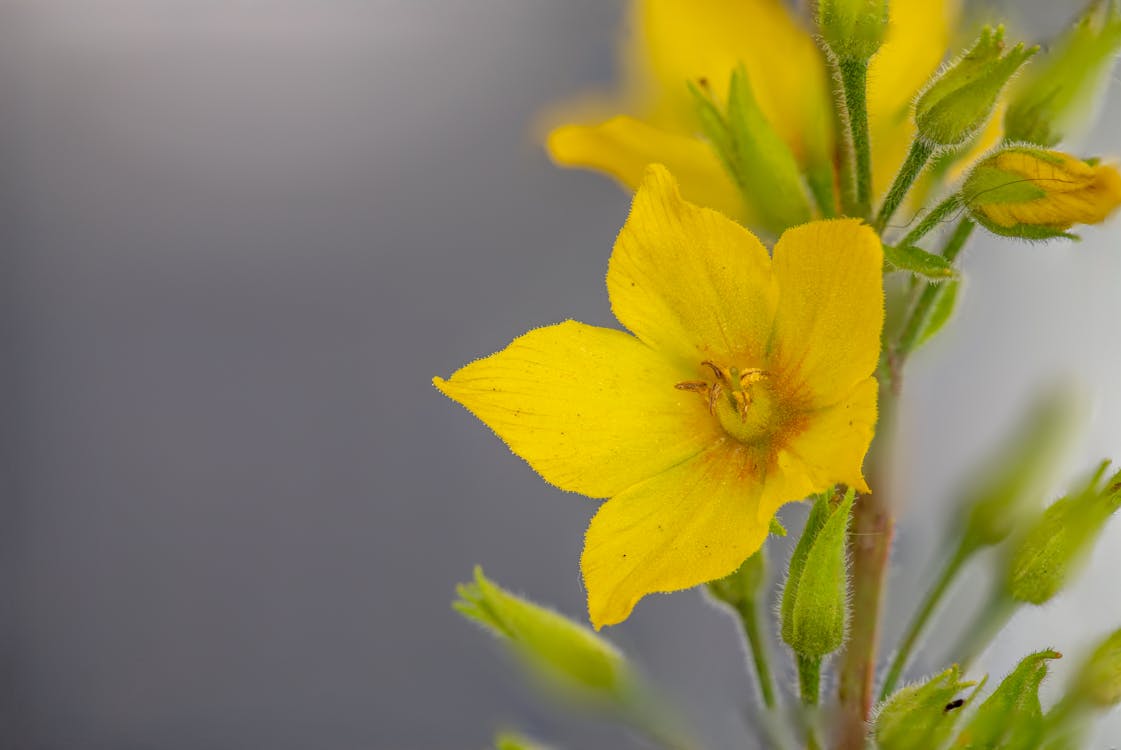 Gratis lagerfoto af blomst, gul, land