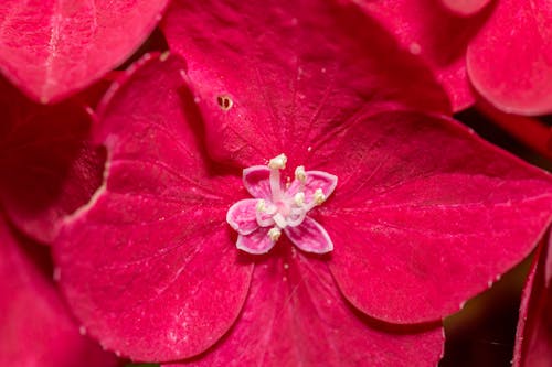 Darmowe zdjęcie z galerii z czerwony, kwiat