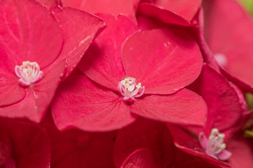Gratis arkivbilde med blomst, makro, rød
