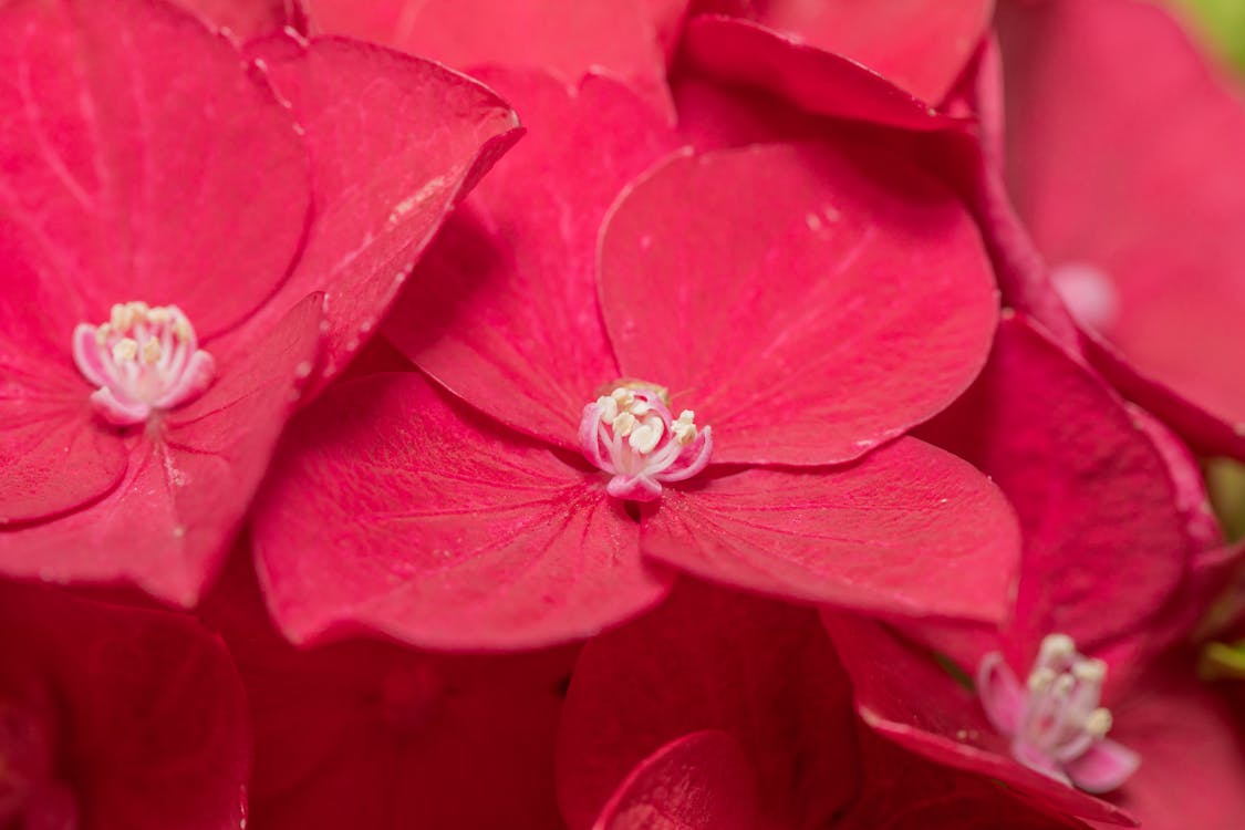Foto stok gratis bunga, makro, merah
