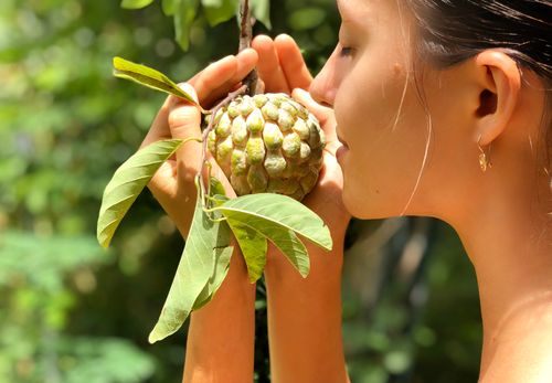 Free Sugar apple (Annona)  Stock Photo