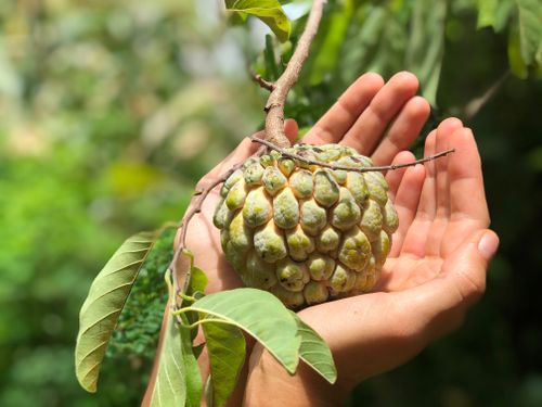 Free Sugar apple (annona) Stock Photo